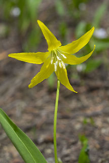 avalanche lily  Erythronium grandiflorum,Geotagged,Glacier Lily,Spring,United States