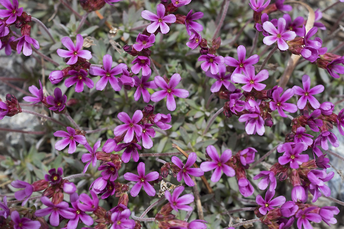snow Douglasia a bit more representative photo Douglasia nivalis,Geotagged,Spring,United States,snow Douglasii
