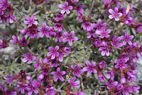 snow Douglasia a bit more representative photo Douglasia nivalis,Geotagged,Spring,United States,snow Douglasii