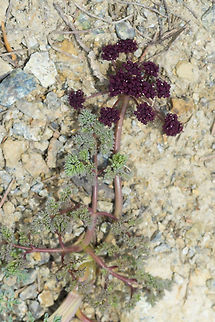 Wenatchee desert parsley  Geotagged,Lomatium cuspidatum,Spring,United States