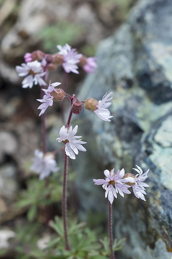 woodland stars  Geotagged,Lithophragma parviflorum,Smallflower woodland star,Spring,United States