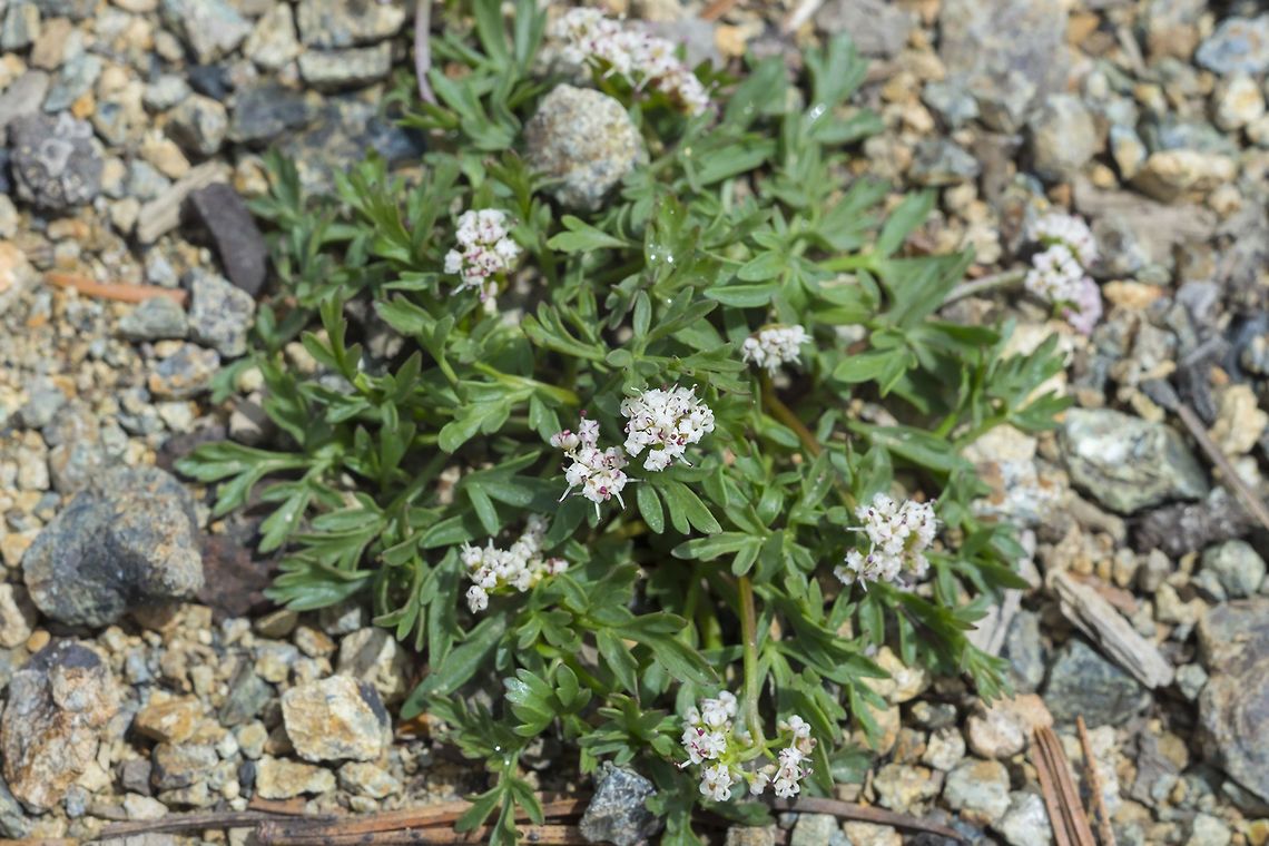 salt and pepper  Geotagged,Indian biscuitroot,Lomatium piperi,Spring,United States
