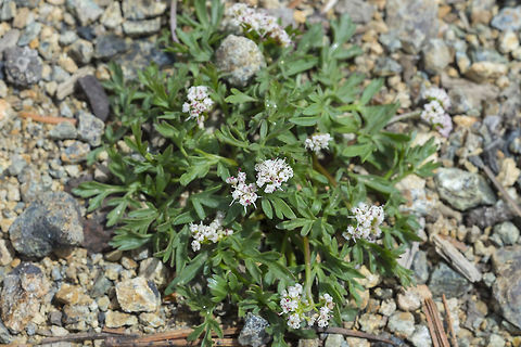 salt and pepper  Geotagged,Indian biscuitroot,Lomatium piperi,Spring,United States