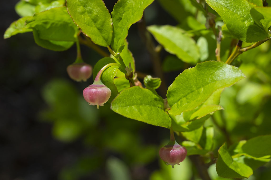 square twig huckleberry  Geotagged,Spring,Thinleaf huckleberry,United States,Vaccinium membranaceum