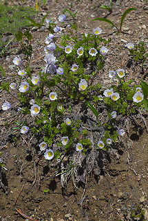 Drummond's anemone  Anemone drummondii,Drummond's anemone,Geotagged,Spring,United States