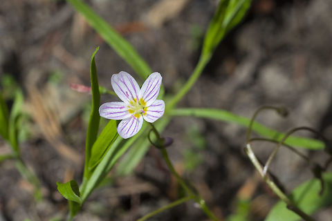 lanceleaf spring beauty  Claytonia lanceolata,Geotagged,Spring,United States