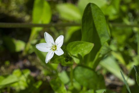 heartleaf springbeauty  Claytonia cordifolia,Geotagged,Heartleaf springbeauty,Spring,United States