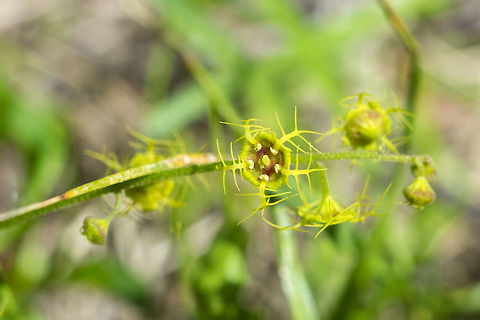 five-point bishop's cap  Geotagged,Mitella pentandra,Spring,United States