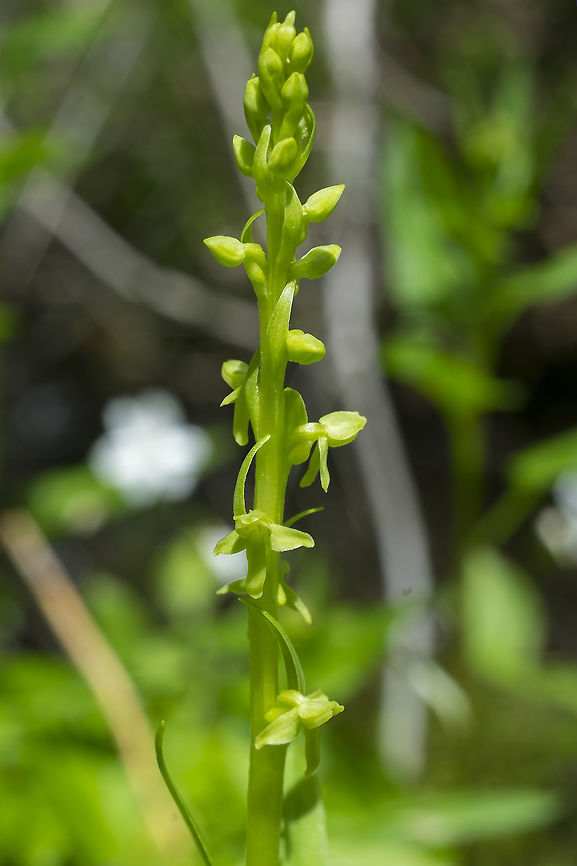 slender bog orchid  Geotagged,Platanthera stricta,Spring,United States,slender bog orchid