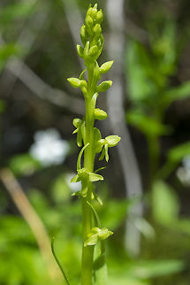 slender bog orchid  Geotagged,Platanthera stricta,Spring,United States,slender bog orchid