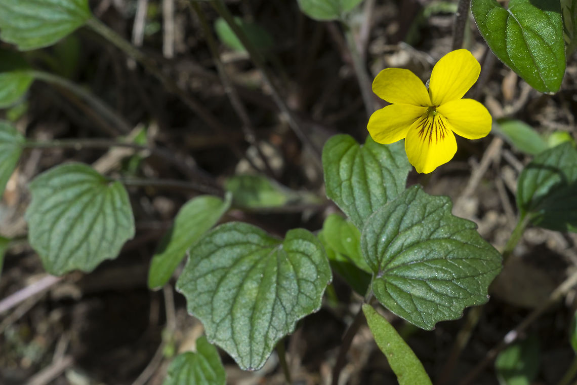 goosefoot violet  Geotagged,Goosefoot violet,Spring,United States,Viola purpurea