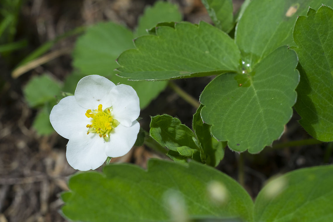 woodland strawberry  Fragaria vesca,Geotagged,Spring,United States,Woodland strawberry