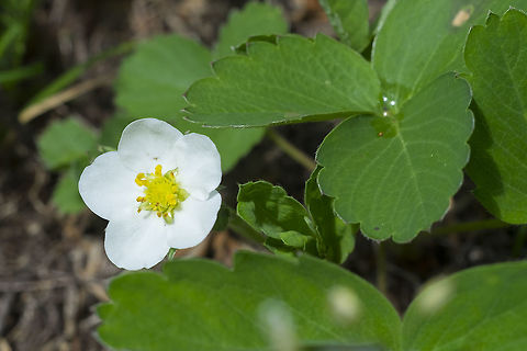 woodland strawberry  Fragaria vesca,Geotagged,Spring,United States,Woodland strawberry