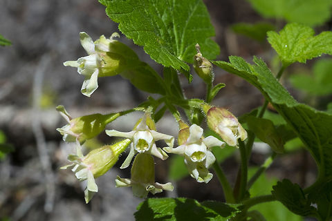 sticky currant  Geotagged,Ribes viscosissimum,Spring,Sticky currant,United States