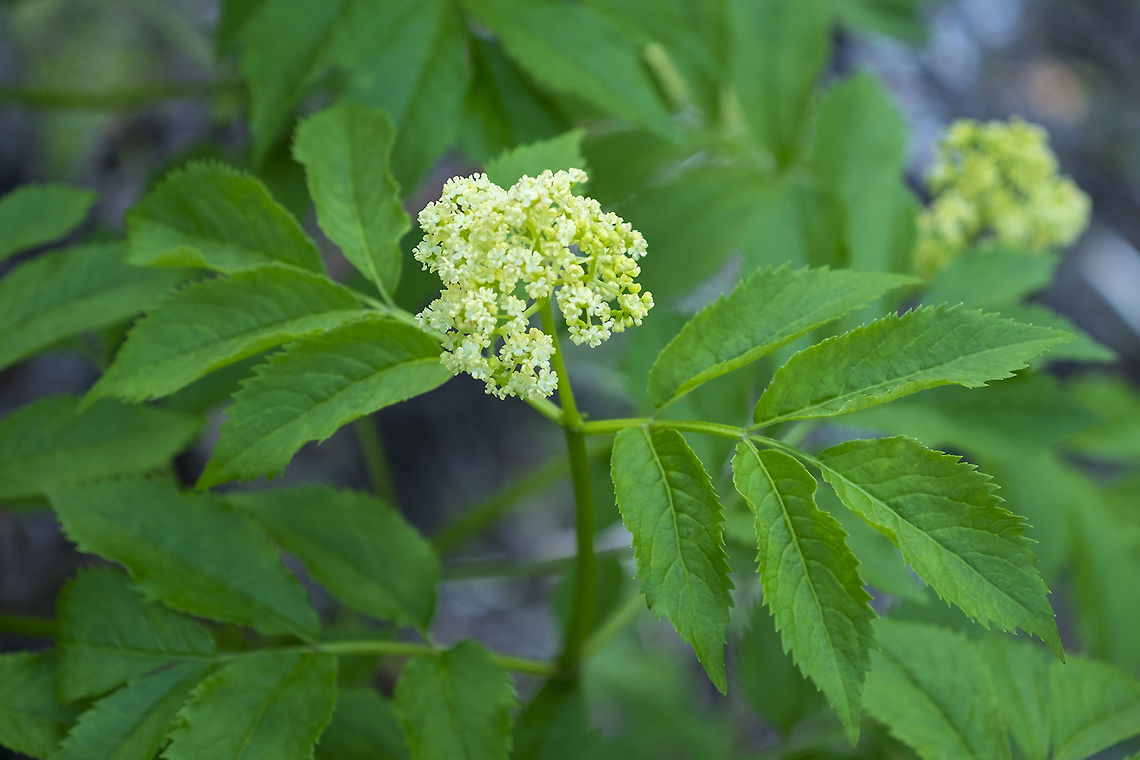 red elderberry  Geotagged,Red Elderberry,Sambucus racemosa,Spring,United States