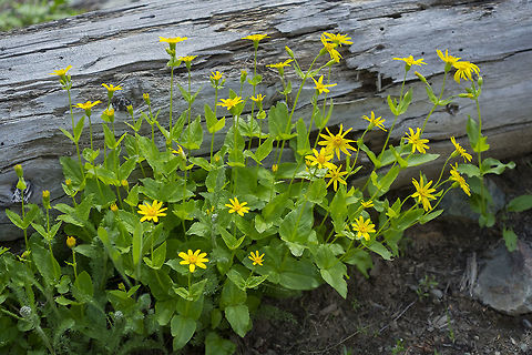 broad leaved arnica  Arnica latifolia,Geotagged,Spring,United States