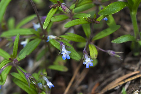 small flower blue-eyed Mary  Collinsia parviflora,Geotagged,Maiden blue eyed Mary,Spring,United States