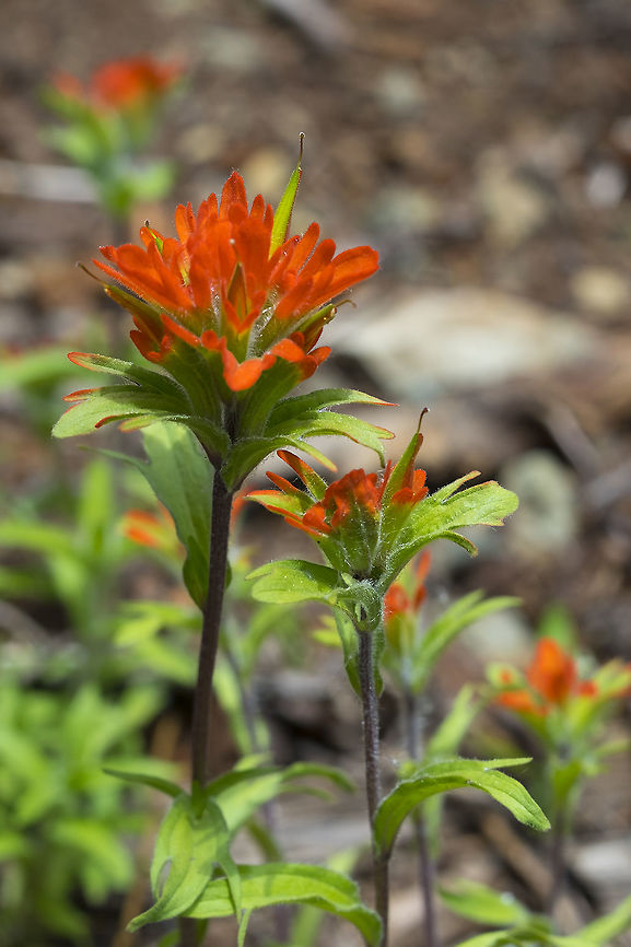 harsh paintbrush  Castilleja hispida,Geotagged,Harsh Paintbrush,Spring,United States