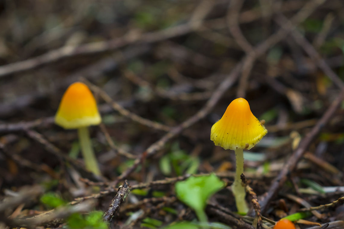 Mycena aurantiidisca  Geotagged,Mycena aurantiidisca,Spring,United States