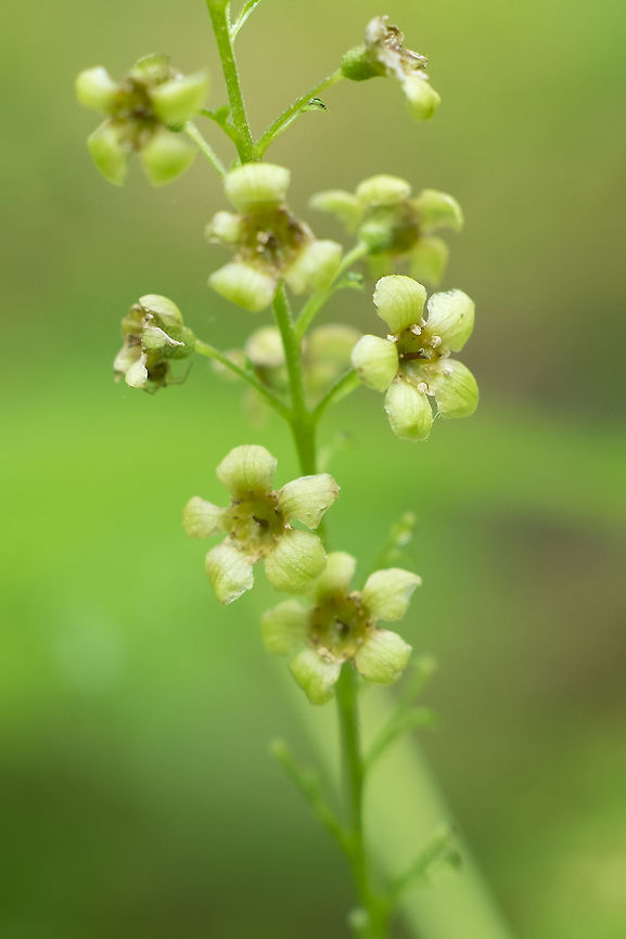 stink currant  Geotagged,Ribes bracteosum,Spring,United States