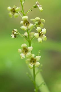 stink currant  Geotagged,Ribes bracteosum,Spring,United States