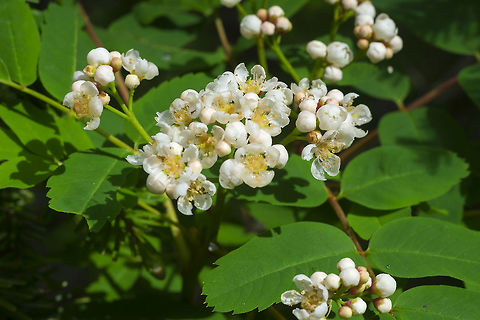 Sitka mountain ash  Geotagged,Sitka mountain-ash,Sorbus sitchensis,Spring,United States