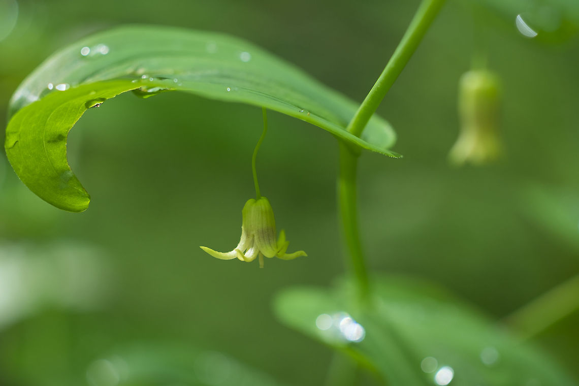 clasping twisted stalk  Clasping twisted stalk,Geotagged,Spring,Streptopus amplexifolius,United States