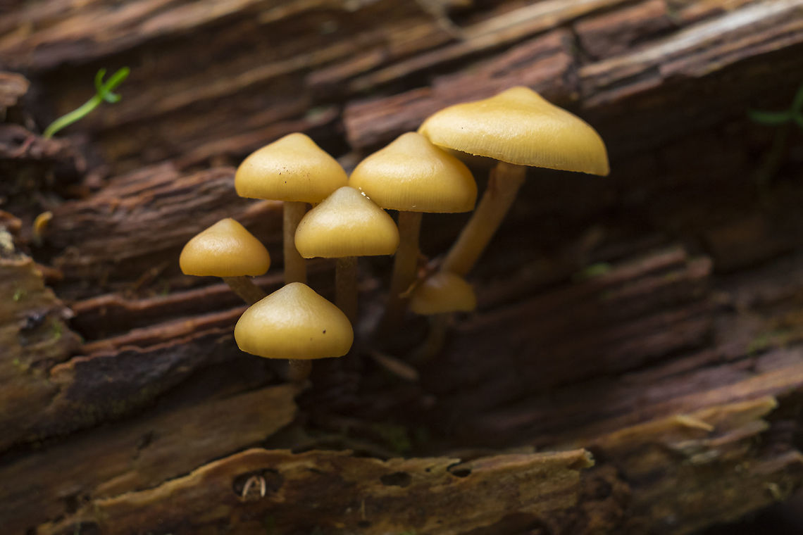 Galerina marginata ☠  Galerina marginata,Geotagged,Spring,United States