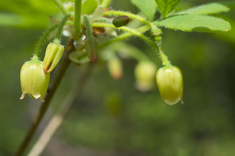 Red huckleberry  Geotagged,Red Huckleberry,Spring,United States,Vaccinium parvifolium