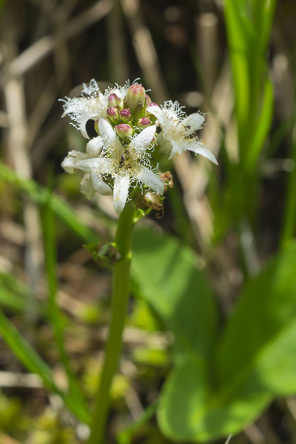 buckbean  Geotagged,Menyanthes,Menyanthes trifoliata,Spring,United States