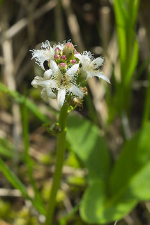 buckbean  Geotagged,Menyanthes,Menyanthes trifoliata,Spring,United States