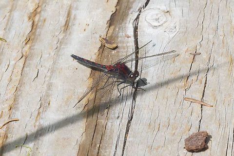 Hudsonian whiteface  Geotagged,Hudsonian whiteface,Leucorrhinia hudsonica,Spring,United States