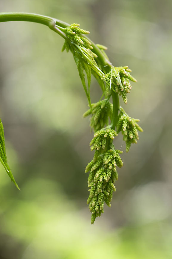 Greenish flowers/seed pods? this one is stumping me...  Geotagged,Spring,United States