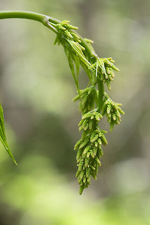 Greenish flowers/seed pods? this one is stumping me...  Geotagged,Spring,United States