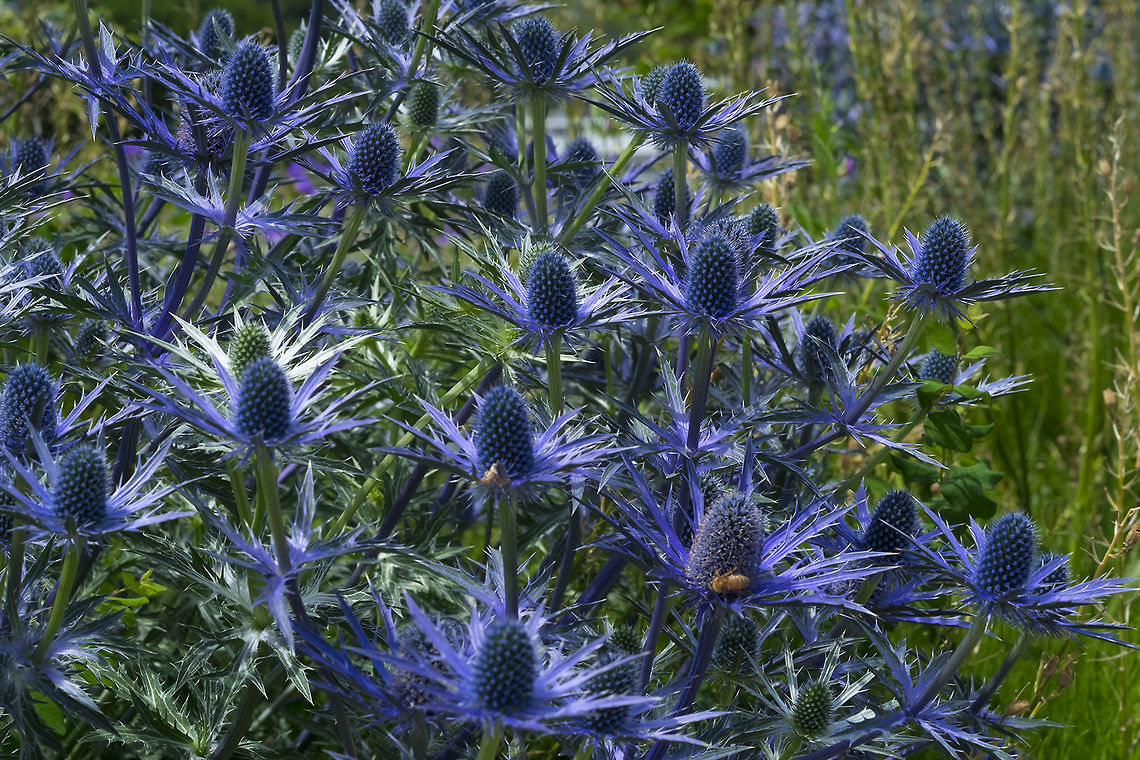 sea holly these were planted intentionally, but were so freaky I couldn&#039;t resist...  These are a bred garden strain, from the photos it looks like they are a deeper blue than the wild ones? They really did look like this! Blue eryngo,Eryngium planum,Geotagged,Spring,United States