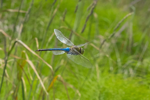 common green darner in flight this fellow kept hovering right in front of me... this was actually taken with my 55mm lens..  Anax junius,Geotagged,Green Darner,Spring,United States