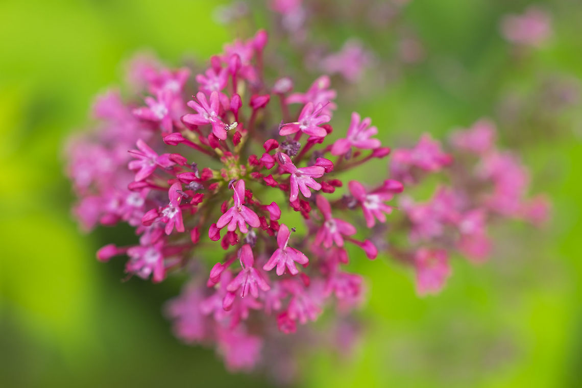 red valerian not native, but naturalized to the wild here Centranthus ruber,Geotagged,Spring,United States