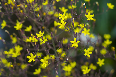 wall lettuce  Geotagged,Lactuca muralis,Spring,United States