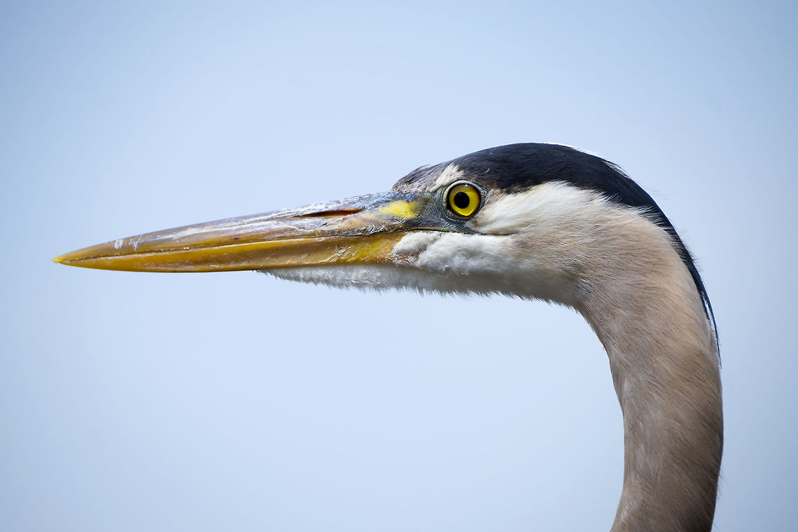 Great blue heron - up close and personal uncropped image - this bird let me get very, very close...  Ardea herodias,Geotagged,Great blue heron,Spring,United States