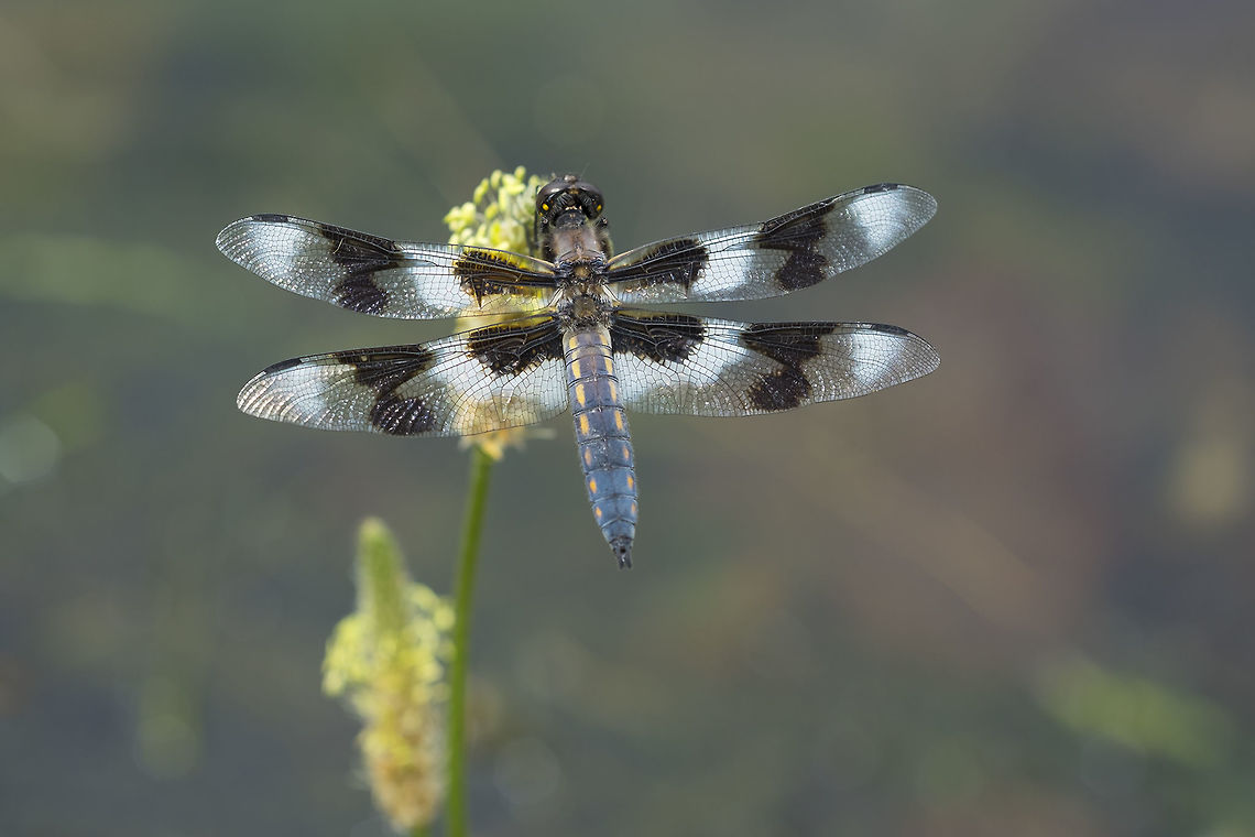 8 spotted skimmer  Geotagged,Libellula forensis,Spring,United States,eight spotted skimmer