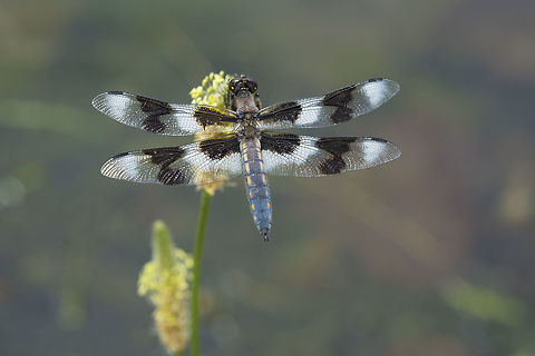 8 spotted skimmer  Geotagged,Libellula forensis,Spring,United States,eight spotted skimmer