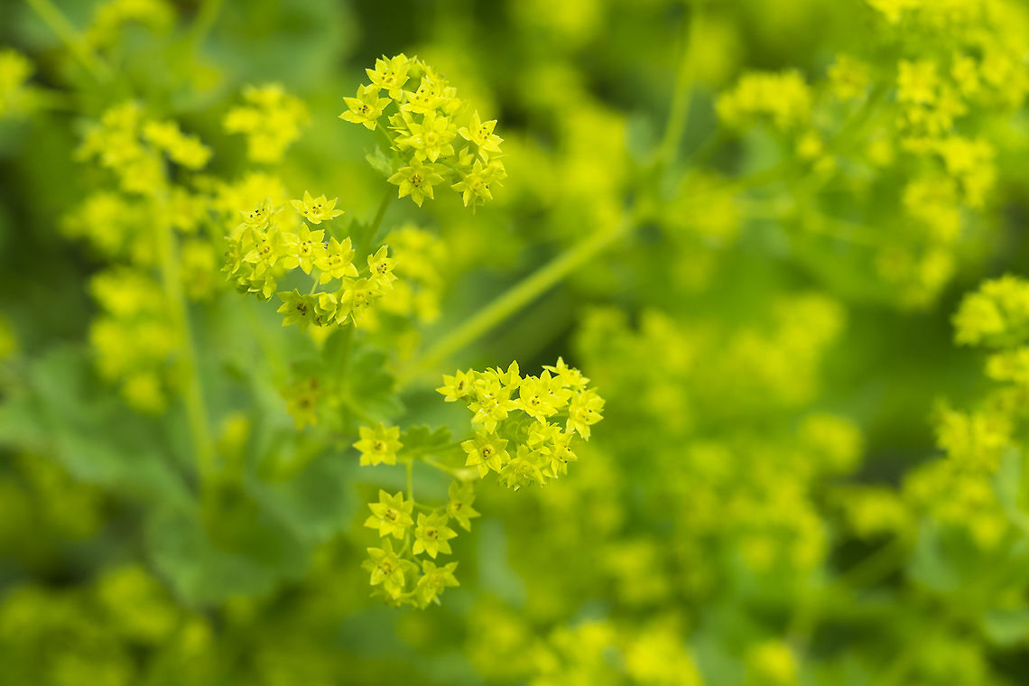 lady's mantle another garden escapee ALCHEMILLA MOLLIS,Alchemilla mollis,Geotagged,Spring,United States