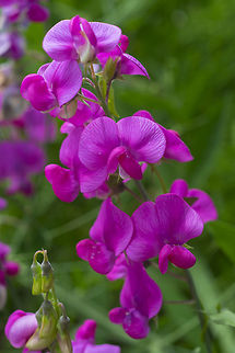 everlasting pea a common introduced roadside weed here Geotagged,Lathyrus latifolius,Spring,United States