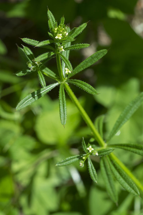 common cleavers  Cleavers,Galium aparine,Geotagged,Spring,United States