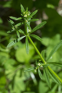 common cleavers  Cleavers,Galium aparine,Geotagged,Spring,United States