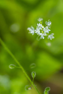 enchanter's nightshade  Circaea alpina,Enchanter's Nightshade,Geotagged,Spring,United States