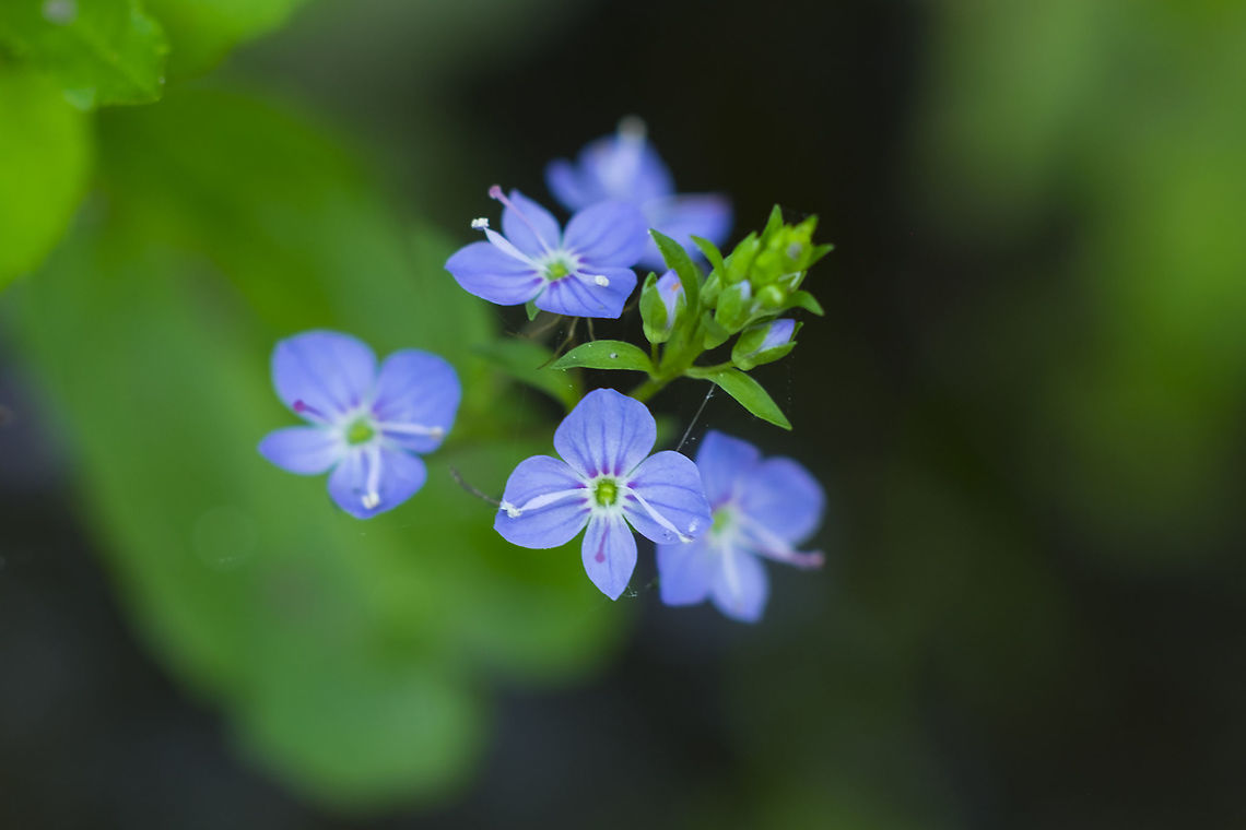 American speedwell  Geotagged,Spring,United States,Veronica americana