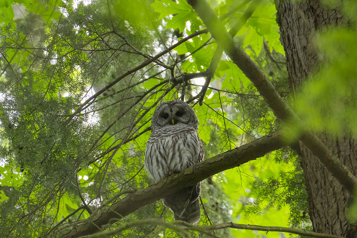 barred owl  Barred Owl,Geotagged,Spring,Strix varia,United States
