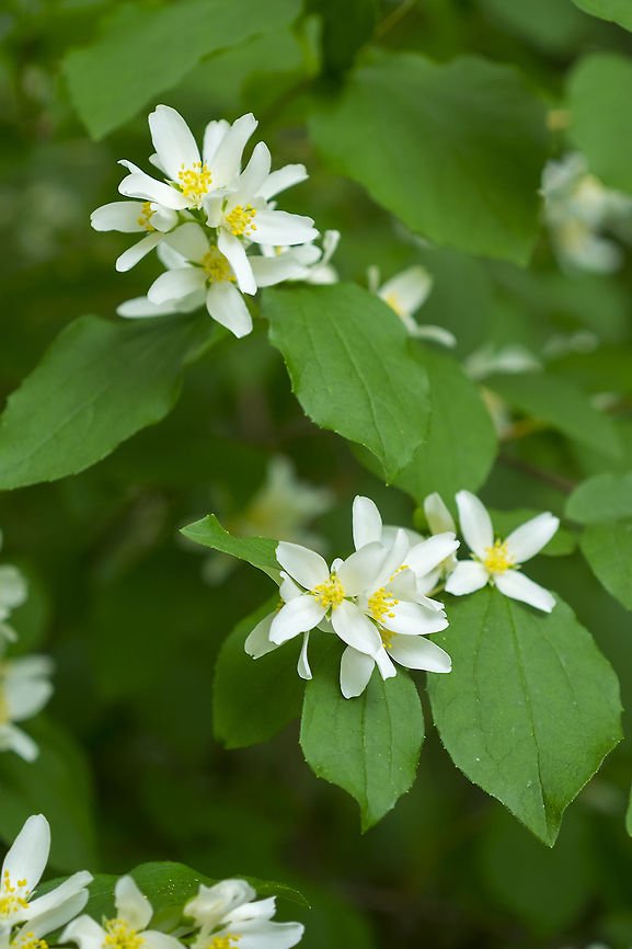 Lewis's mock orange  Geotagged,Lewis's mock orange,Philadelphus lewisii,Spring,United States