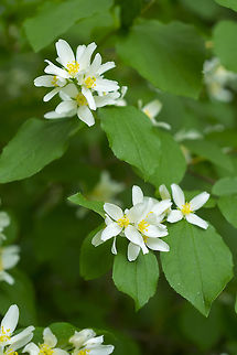 Lewis's mock orange Geotagged,Lewis's mock orange,Philadelphus lewisii,Spring,United States